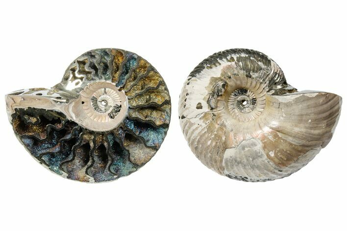 One Side Polished, Pyritized Fossil, Ammonite - Russia #174977